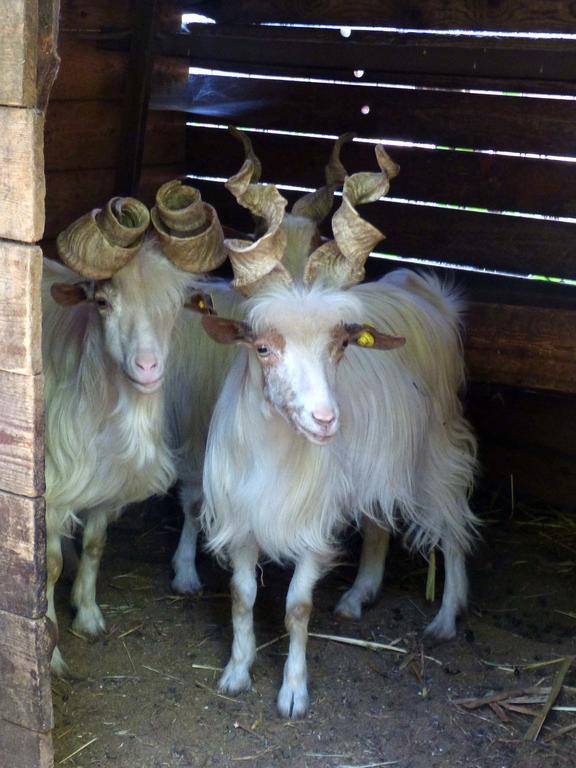 L'Orto Dei Semplici Affittacamere Mascali Esterno foto