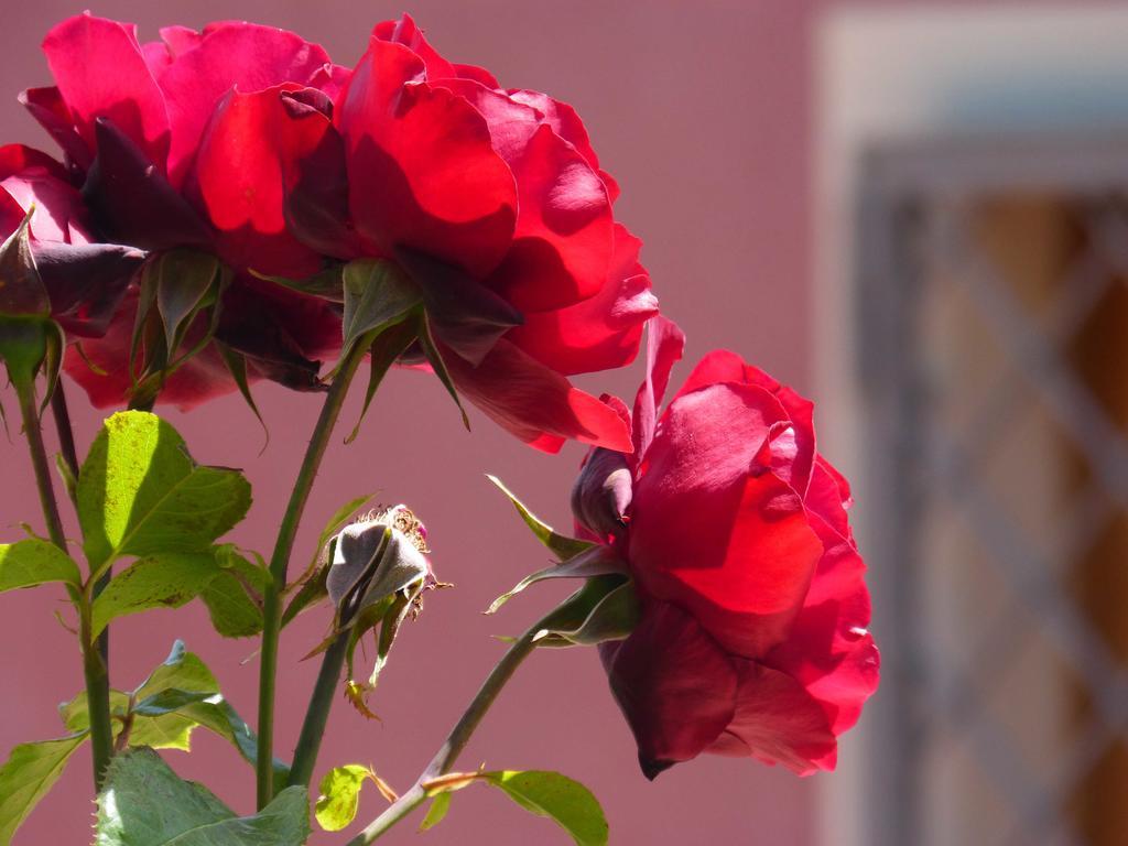 L'Orto Dei Semplici Affittacamere Mascali Esterno foto